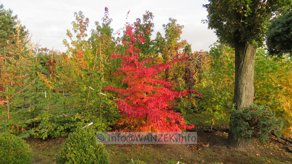 Parrotia persica 06.JPG